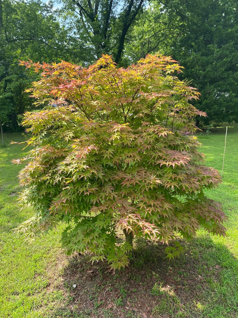 - Acer palmatum 'Osakazuki' Japanese Maple - Mr Maple │ Buy Japanese Maple Trees