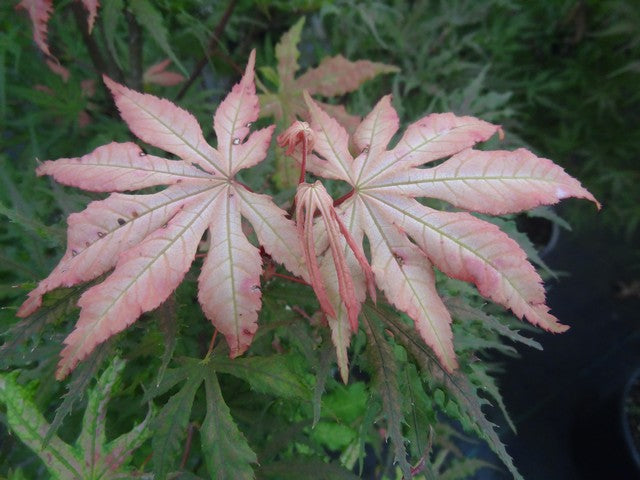 - Acer palmatum 'Strawberry Spring' Reticulated Japanese Maple - Mr Maple │ Buy Japanese Maple Trees