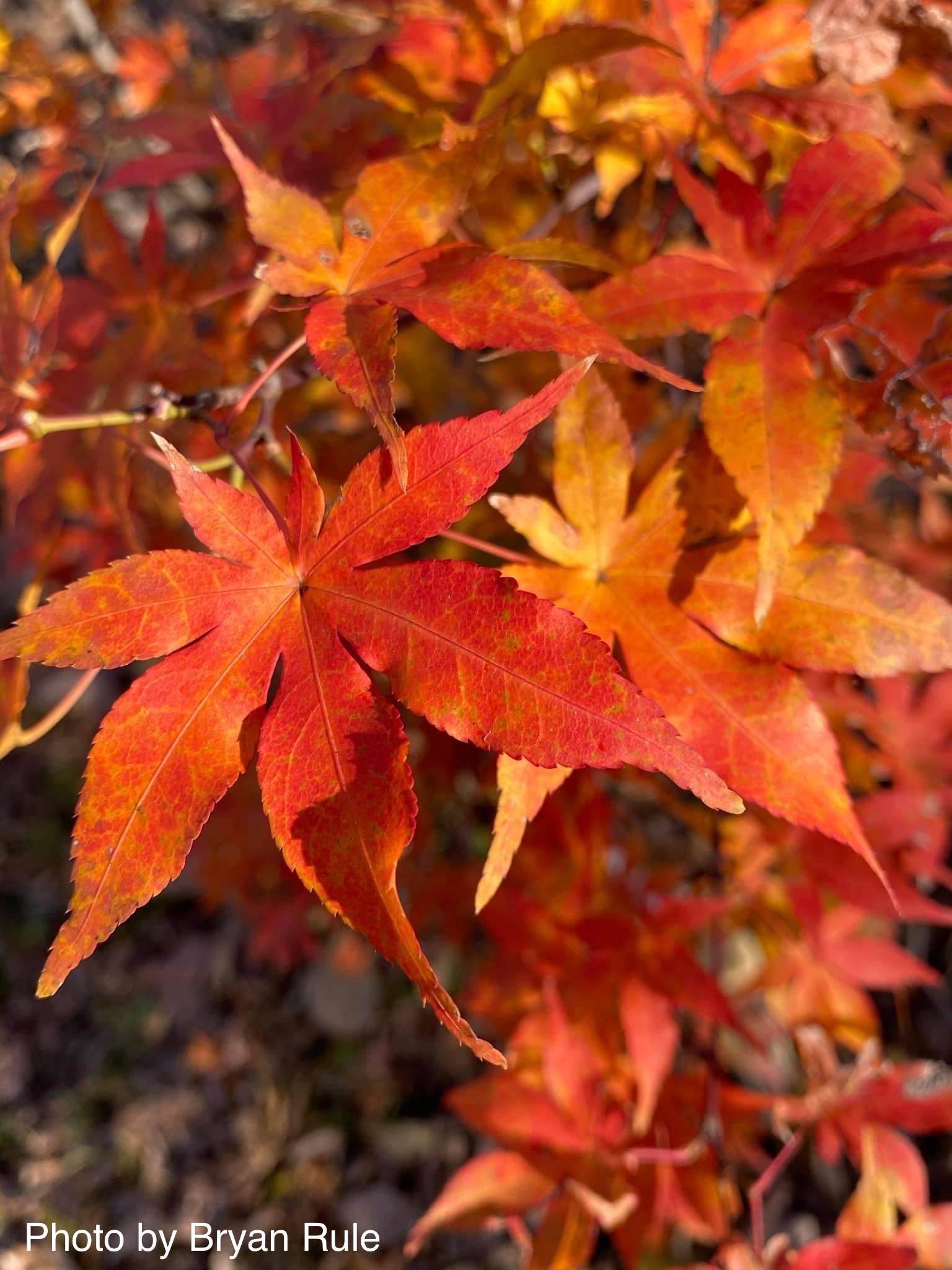 Buy Acer palmatum 'Ukigumo' Floating Clouds Japanese Maple — Mr