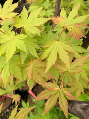 - Acer palmatum 'Dragon Master' Golden Weeping Japanese Maple - Mr Maple │ Buy Japanese Maple Trees