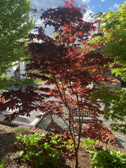 Acer palmatum 'Torchlight' Japanese Maple