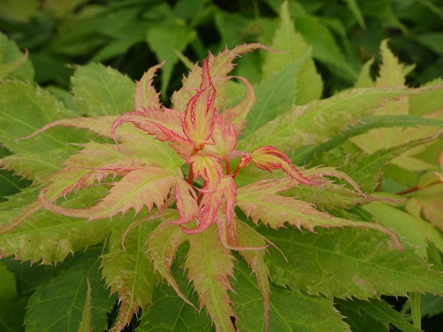 - Acer palmatum 'Japanese Princess' Dwarf Japanese Maple - Mr Maple │ Buy Japanese Maple Trees