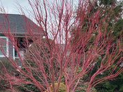 - Acer palmatum 'Sango kaku' Coral Bark Japanese Maple - Mr Maple │ Buy Japanese Maple Trees
