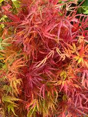 - Acer palmatum 'Green Strap' Rare Japanese Maple - Mr Maple │ Buy Japanese Maple Trees