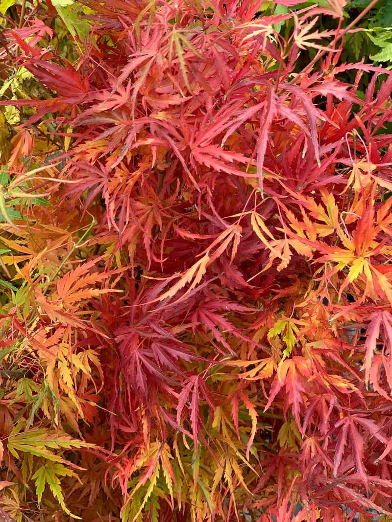 - Acer palmatum 'Green Strap' Rare Japanese Maple - Mr Maple │ Buy Japanese Maple Trees