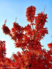 - Acer palmatum 'Shishigashira' Lion's Head Japanese Maple - Mr Maple │ Buy Japanese Maple Trees