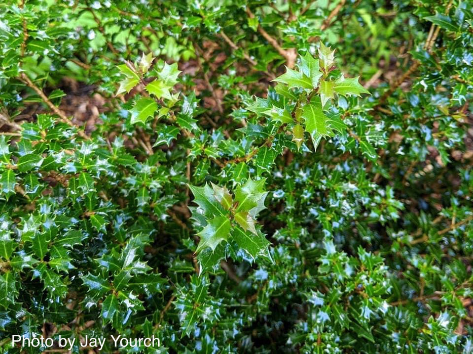 Osmanthus heterophyllus 'Kaori hime' Small Leaf False Holly