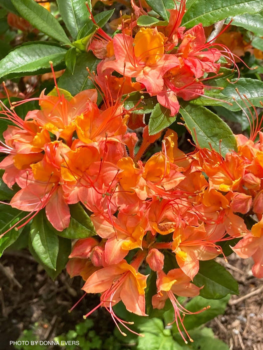 Rhododendron cumberlandense Orange Native Cumberland Azalea