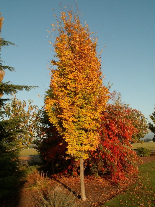 Parrotia persica 'Golden Bell Tower’™ Persian Ironwood
