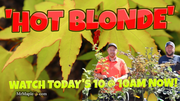 - Acer oliverianum 'Hot Blonde' Golden Japanese Maple - Mr Maple │ Buy Japanese Maple Trees