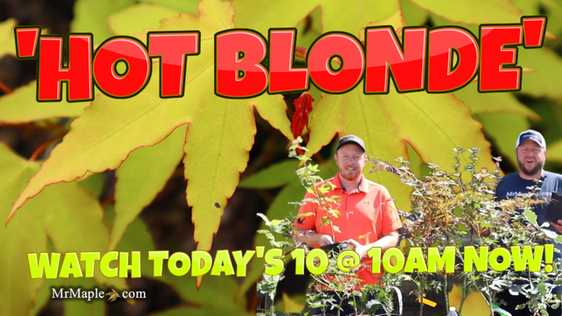 - Acer oliverianum 'Hot Blonde' Golden Japanese Maple - Mr Maple │ Buy Japanese Maple Trees