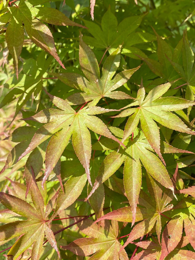 - Acer palmatum 'Osakazuki' Japanese Maple - Mr Maple │ Buy Japanese Maple Trees
