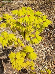 - Acer shirasawanum 'Jordan' Golden Full Moon Japanese Maple - Mr Maple │ Buy Japanese Maple Trees