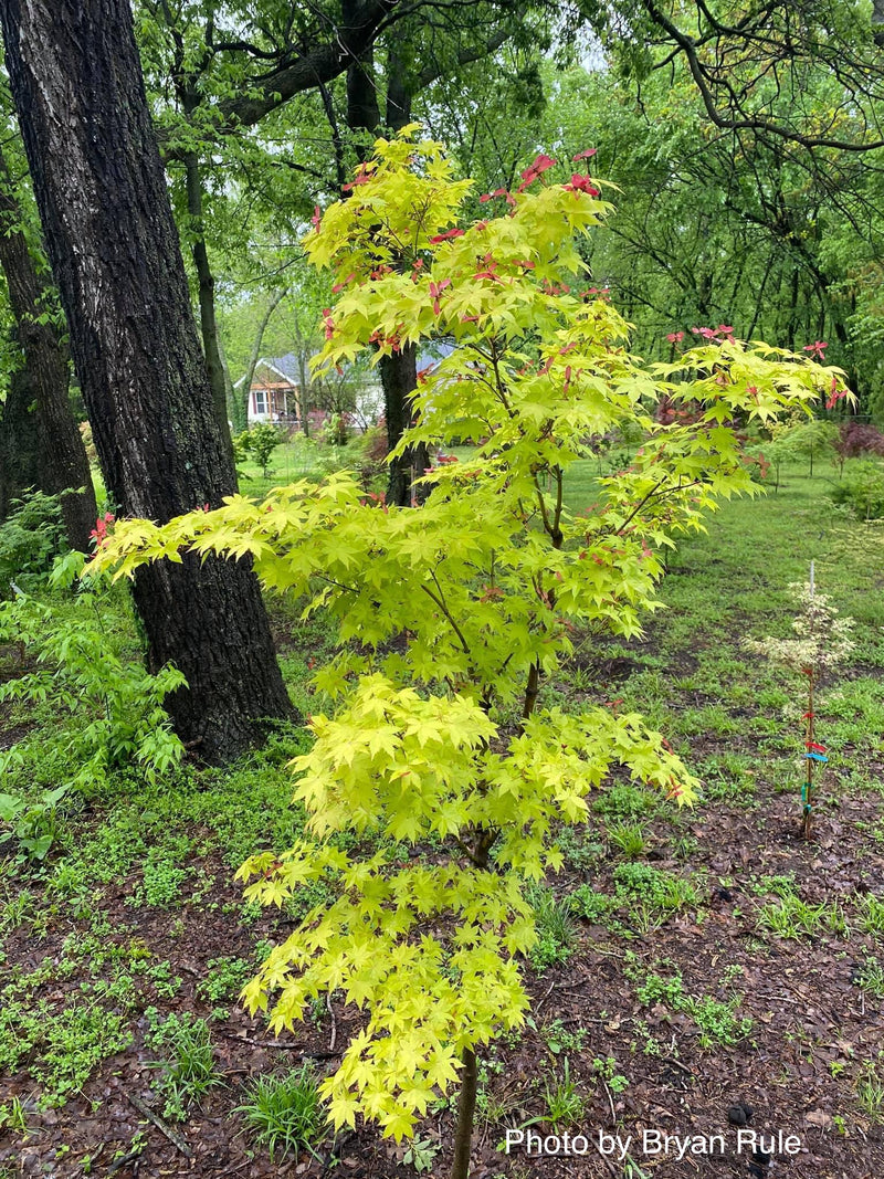 - Acer palmatum 'Summer Gold' Japanese Maple - Mr Maple │ Buy Japanese Maple Trees
