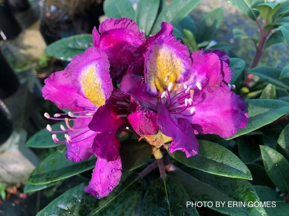 Rhododendron ‘Tamarindos’ Purple Flowering Rhododendron