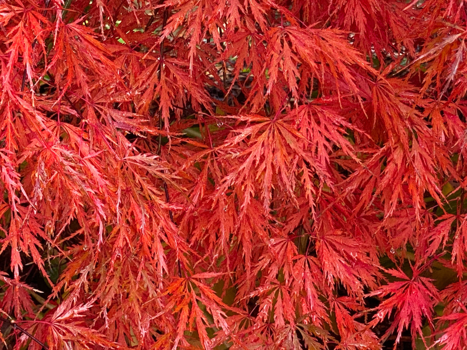 Acer palmatum 'Heartbeat' Weeping Red Japanese Maple