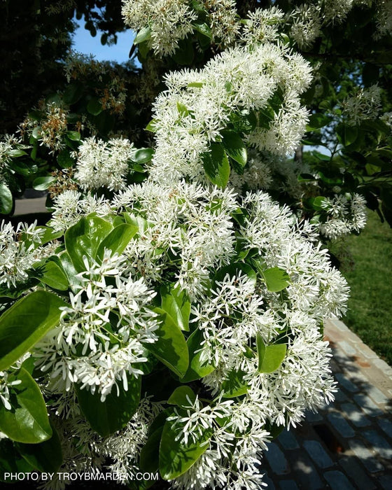 Chionanthus retusus 'China Snow' Flowering Chinese Fringe Tree