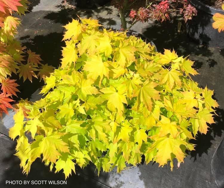Acer platanoides 'Golden Globe' Golden Norway Maple