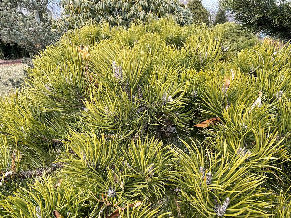 Pinus nigra ‘Oregon Green’ Austrian Black Pine Tree