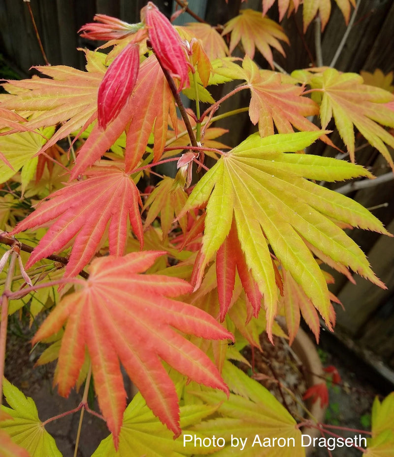 - Acer shirasawanum 'Moonrise™' Full Moon Japanese Maple - Mr Maple │ Buy Japanese Maple Trees