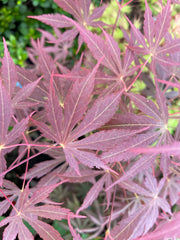 - Acer shirasawanum 'Royalty' Red Full Moon Japanese Maple - Mr Maple │ Buy Japanese Maple Trees