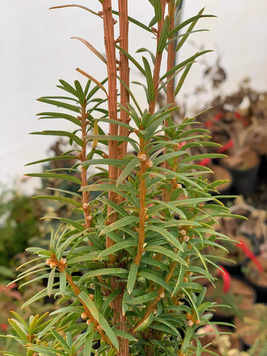 Taxus cuspidata 'Minute Westons' Dwarf Narrow Japanese Yew