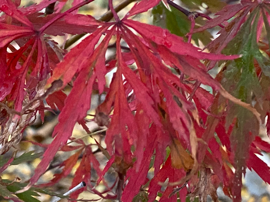 Acer palmatum 'Autumn Fire' Weeping Japanese Maple