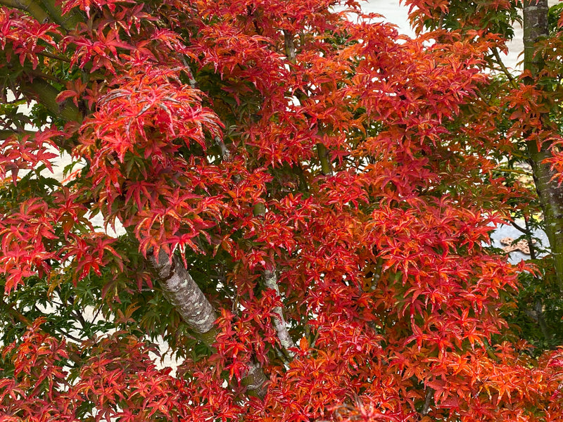 - Acer palmatum 'Shishigashira' Lion's Head Japanese Maple - Mr Maple │ Buy Japanese Maple Trees
