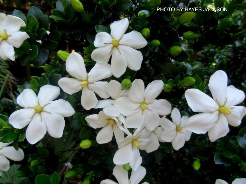 Gardenia jasminoides 'Daisy' Fragrant Cape Jasmine
