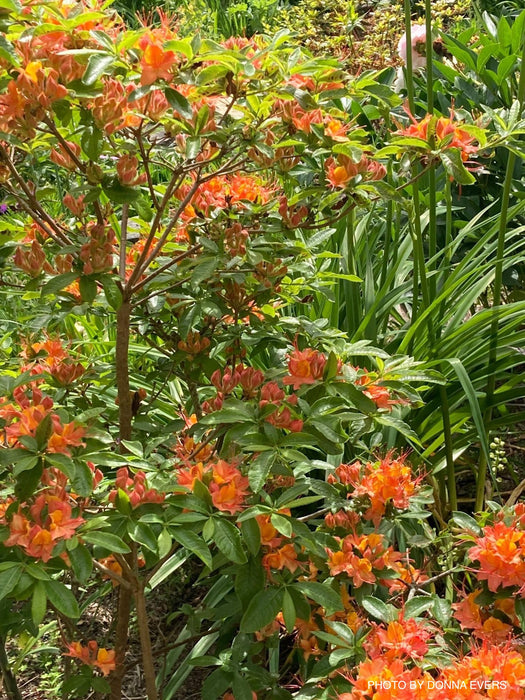 Rhododendron cumberlandense Orange Native Cumberland Azalea
