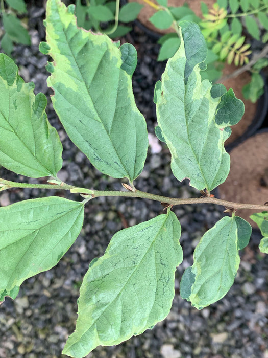 Purchase Parrotia persica 'Persian Lace' Variegated Ironwood