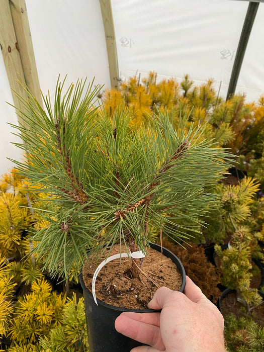 Pinus thunbergii 'Koyosho' Dwarf Japanese Black Pine Tree