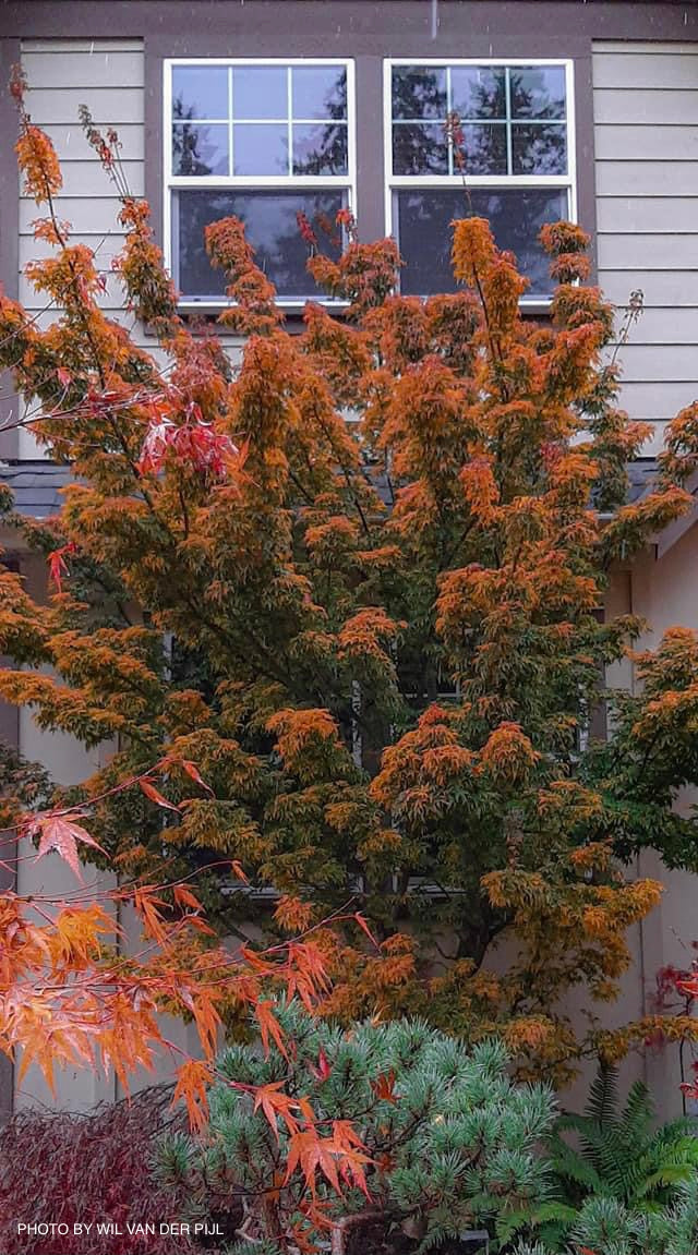 - Acer palmatum 'Shishigashira' Lion's Head Japanese Maple - Mr Maple │ Buy Japanese Maple Trees