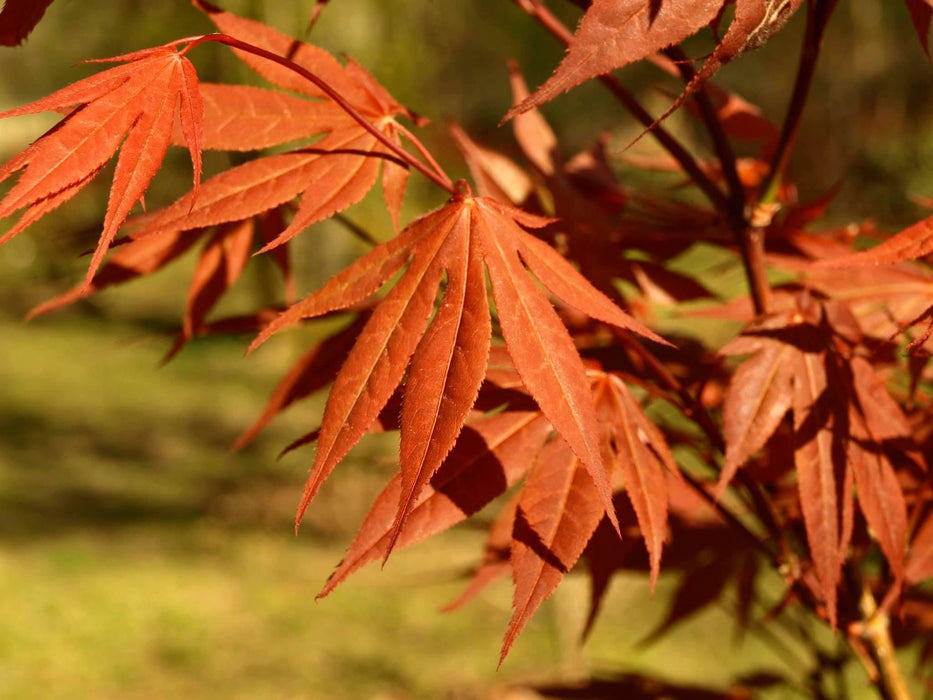 Acer palmatum 'Oshio beni' Japanese Maple