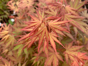 - Acer palmatum 'Mila' Japanese Maple - Mr Maple │ Buy Japanese Maple Trees