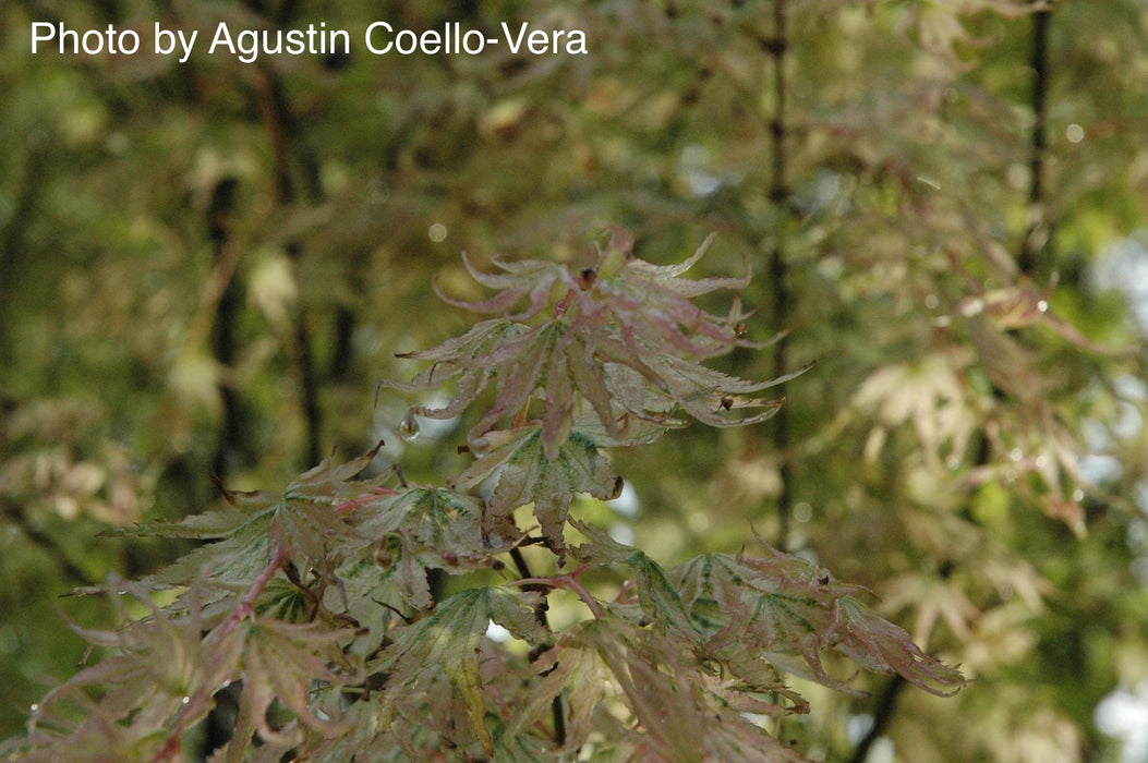 Acer palmatum 'Peve Multicolor' Japanese Maple