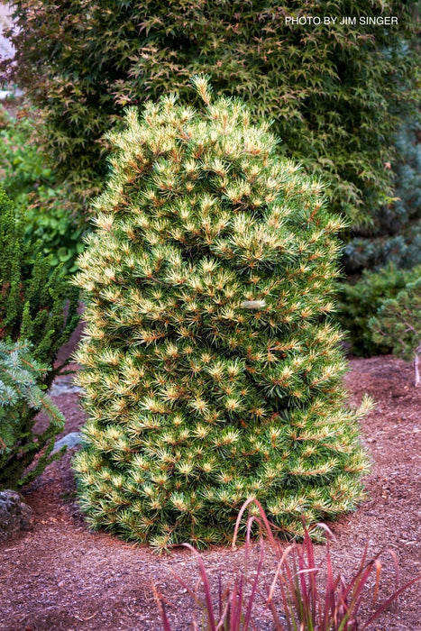 Pinus parviflora 'Ogon janome' Golden Bull's Eye Pine