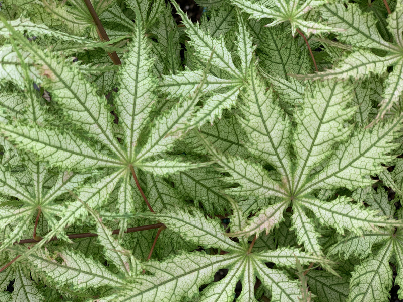 - Acer palmatum 'Grandma Ghost' Japanese Maple - Mr Maple │ Buy Japanese Maple Trees