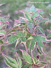 - Acer palmatum 'Beni shichihenge' Pink Variegated Japanese Maple - Mr Maple │ Buy Japanese Maple Trees