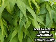 Test Product Mikawa - Mr Maple │ Buy Japanese Maple Trees