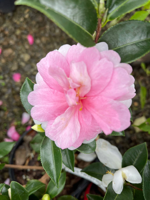 Camellia sasanqua 'Alabama Beauty' Red Flowering Camellia