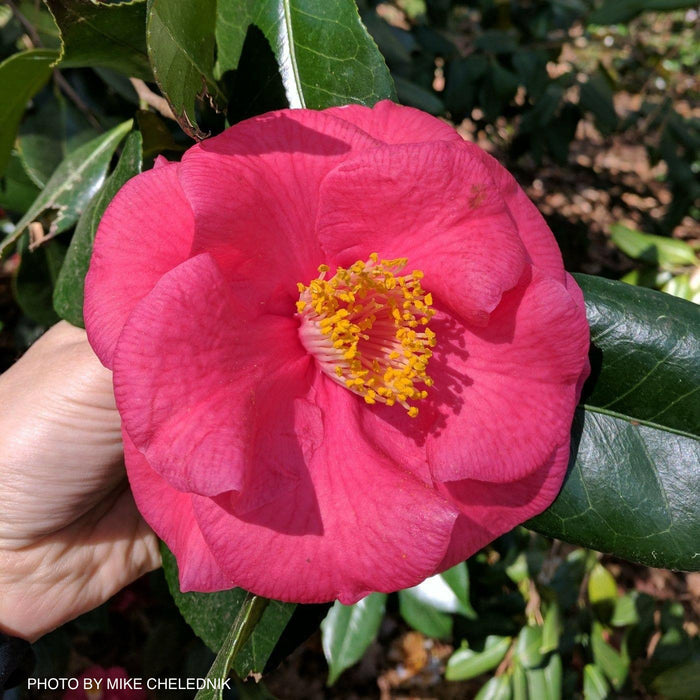 Camellia japonica 'Gunsmoke' Red Large Flowering Camellia