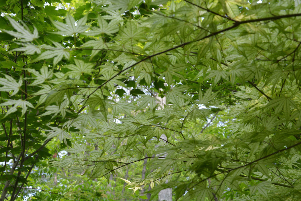 Acer palmatum 'Volker’s Cream’ Japanese Maple