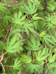 - Acer palmatum 'Green Strap' Rare Japanese Maple - Mr Maple │ Buy Japanese Maple Trees