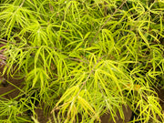 - Acer palmatum 'Yellow Threads' Rare Japanese Maple - Mr Maple │ Buy Japanese Maple Trees