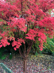 - Acer griseum - Paperbark Maple - Mr Maple │ Buy Japanese Maple Trees