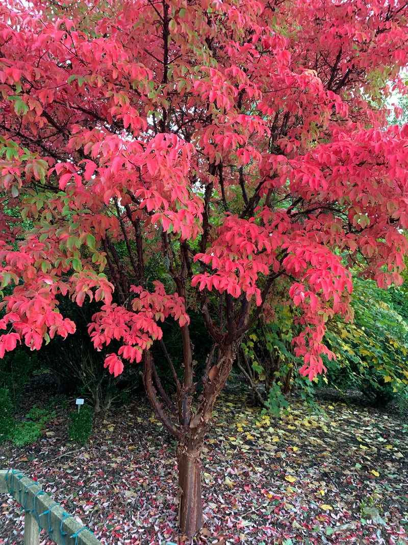 - Acer griseum - Paperbark Maple - Mr Maple │ Buy Japanese Maple Trees