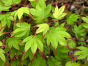 - Acer palmatum 'Tsuma gaki' Japanese Maple - Mr Maple │ Buy Japanese Maple Trees