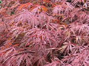 - Acer palmatum 'Red Dragon' Dwarf Japanese Maple - Mr Maple │ Buy Japanese Maple Trees