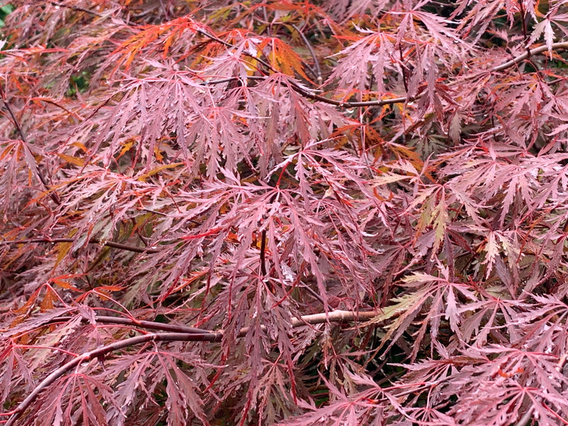 - Acer palmatum 'Red Dragon' Dwarf Japanese Maple - Mr Maple │ Buy Japanese Maple Trees